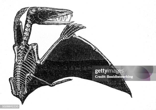 ilustraciones, imágenes clip art, dibujos animados e iconos de stock de fósiles de pterodáctilo - reptil