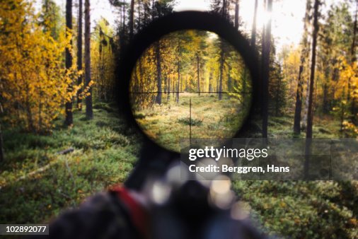 View of trees through rifle sight View of trees through rifle sight