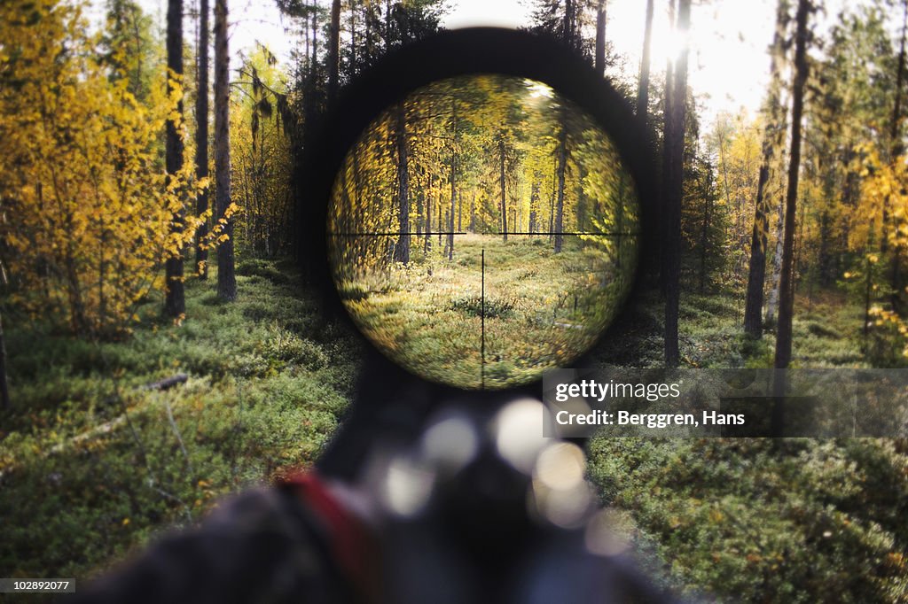 View of trees through rifle sight
