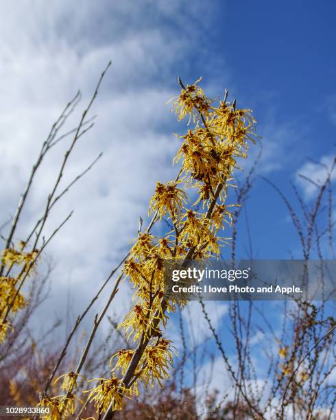 hamamelis japonica - hamamelis stock-fotos und bilder