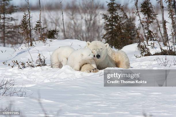 mother polar bear and cubs - bear lying down stock pictures, royalty-free photos & images