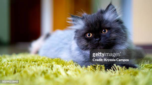 young persian cat, black - smoke color - chat persan photos et images de collection