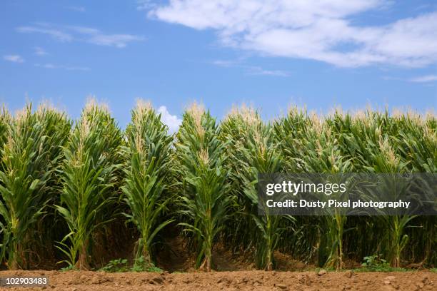 Freeform Corn Rows 275 Corn Rows Field Stock Photos, High-Res Pictures, and Images - Getty ...