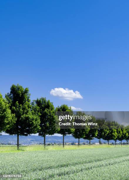 Horizon Line With Tree Example Horizon Line Trees Photos and Premium High Res Pictures - Getty Images