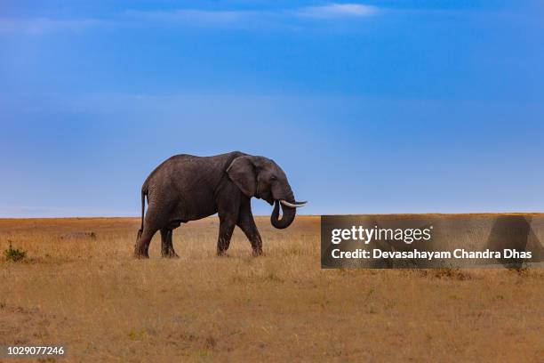 肯雅, 東非-單一, 成年非洲大象在馬賽馬拉國家儲備在傍晚的陽光下 - elephant eyes 個照片及圖片檔