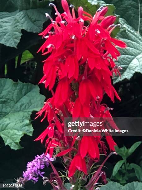 lobelia cardinalis (cardinal flower) - lobelia stock pictures, royalty-free photos & images