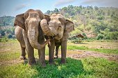 Friendly and affectionate animal behavior as two adult female Asian elephants (elephas maximus) touch each other with their trunks and faces. Rural northern Thailand.