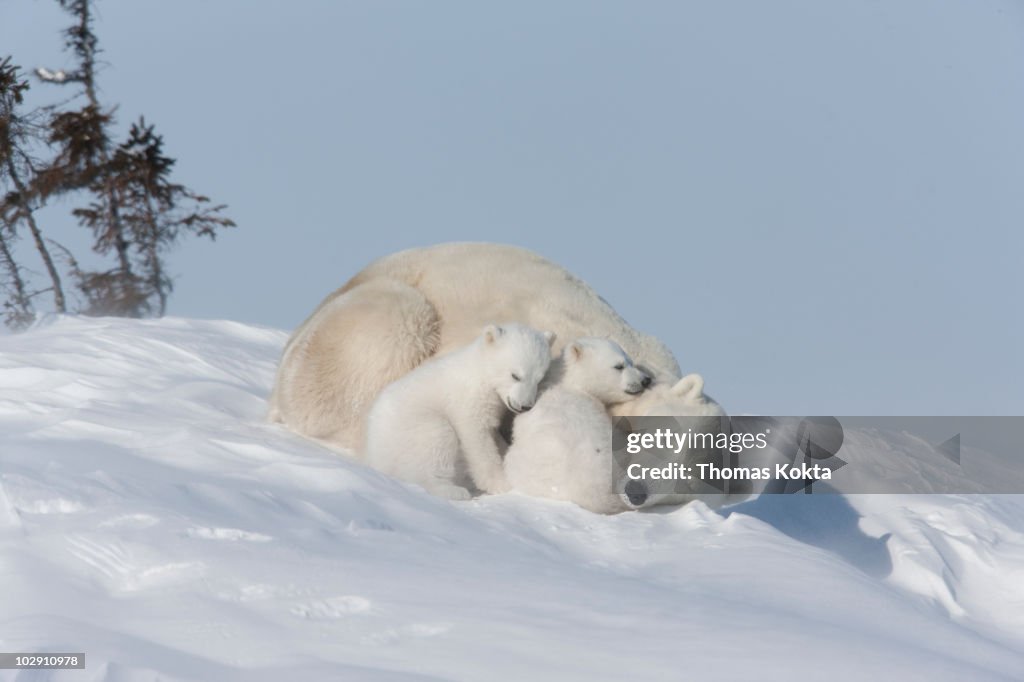 Mother polar bear and cubs sleeping in the snow
