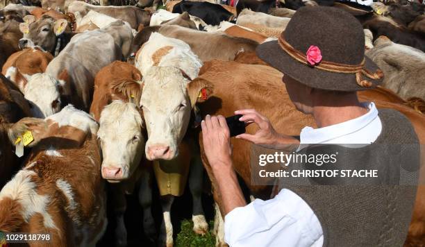 Farmer takes pictures with a mobile phone of cattle during the so-called Allgaeuer Viehscheid cattle drive on September 8, 2018 in the village of...