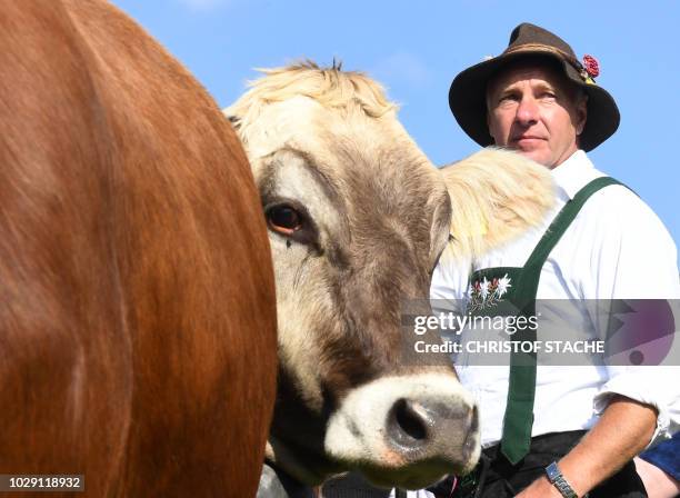 Farmer stands beside a cow as he leads the cattle from the mountain pastures to the valley during the so-called Allgaeuer Viehscheid cattle drive on...