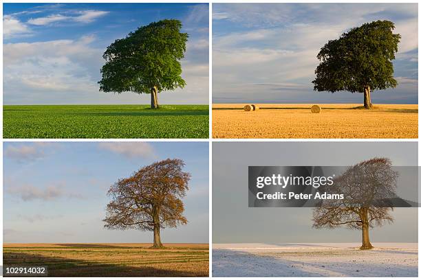 four seasons tree montage - quatro-estações imagens e fotografias de stock