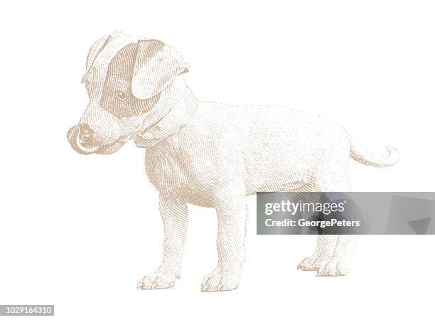 stockillustraties, clipart, cartoons en iconen met schattige puppy. basenji en jack russell terrier gemengd rashond. - mixed breed dog