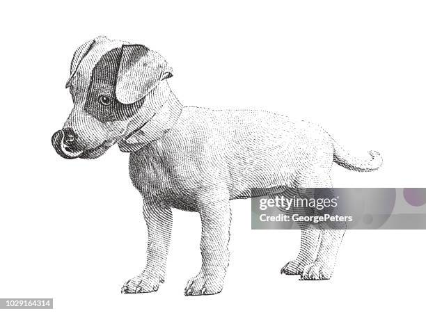 ilustrações de stock, clip art, desenhos animados e ícones de cute puppy. basenji and jack russell terrier mixed breed dog. - mixed breed dog