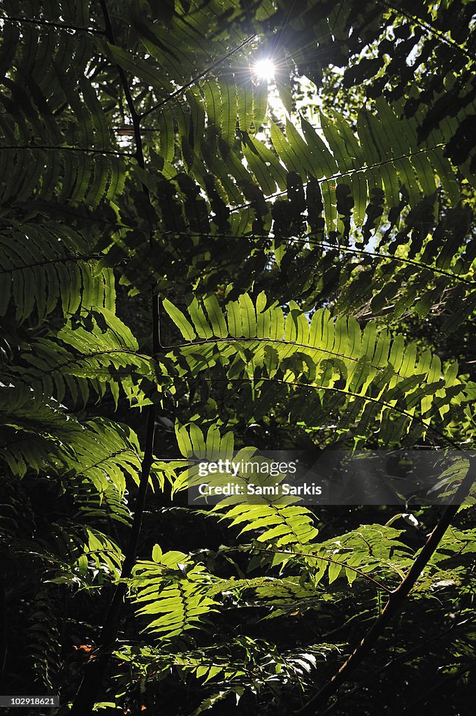 Sun spotting through fern leaves in rainforest