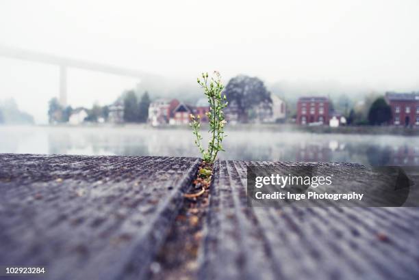 focus and plant - namur stock pictures, royalty-free photos & images