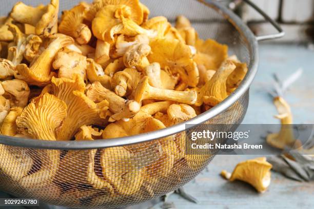 raw uncooked chanterelles mushrooms - cantharellus cibarius stock pictures, royalty-free photos & images