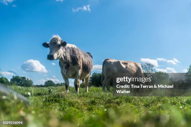 a cow is standing in a pasture. - pawn chess piece stock-fotos und bilder