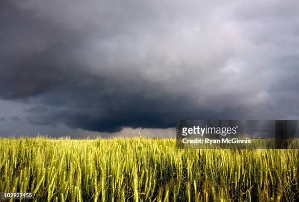 storm above prairie grass - prairie grass stock pictures, royalty-free photos & images
