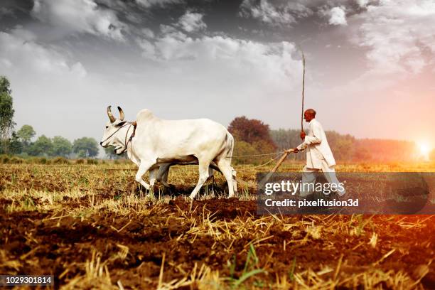 farmer ploughing field - indian stock pictures, royalty-free photos & images