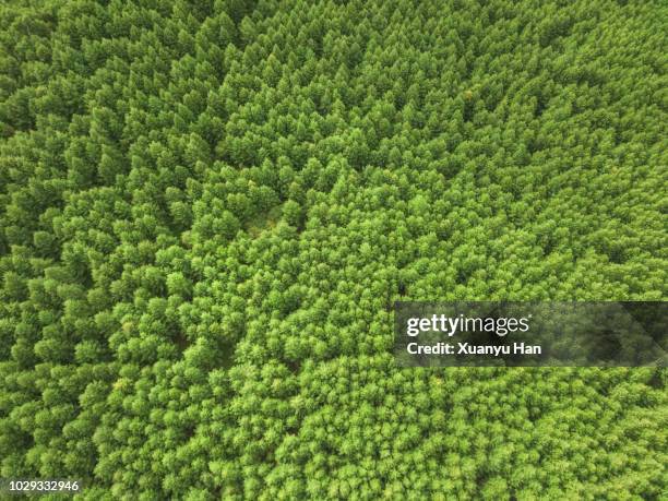 aerial view of nature forest - tree farm foto e immagini stock