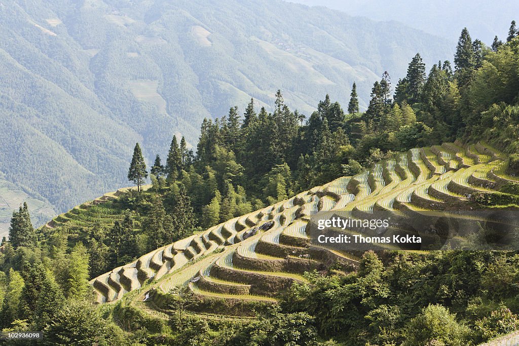 Rice terraces surrounded by trees, Longji, China