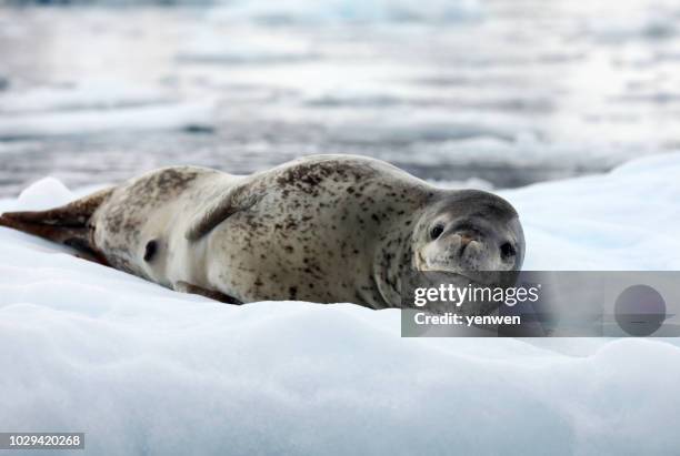 seeleopard auf eis - leopard seal stock-fotos und bilder
