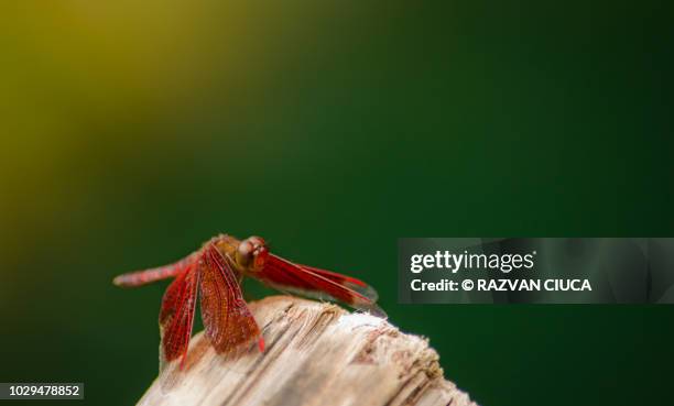 dragonfly - damselfly stockfoto's en -beelden