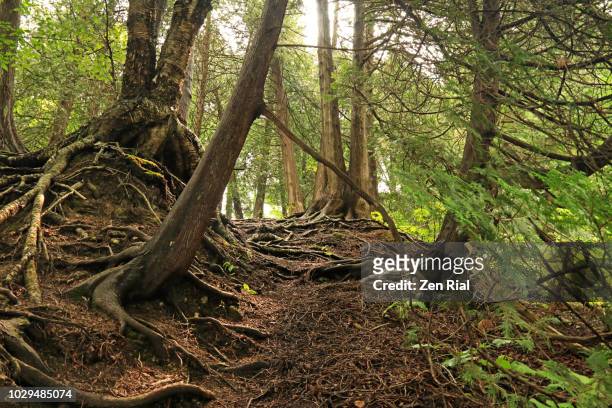 morning in the woods shows cypress trees with morning light highlighting tree roots and forest floor - forest floor ストックフォトと画像