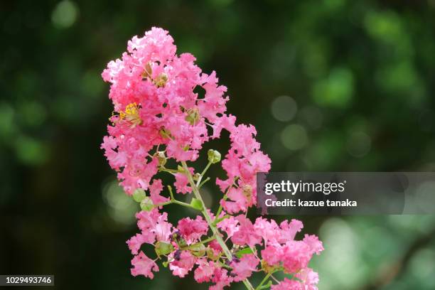 lagerstroemia indica - crape myrtle stock-fotos und bilder