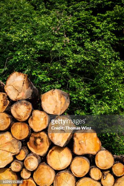 stacked lumber and tree - firewood stock-fotos und bilder