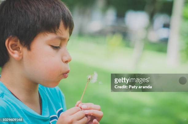 8 years old boy playing with a dandelion flower blowing the seeds. - 8 9 years stock pictures, royalty-free photos & images
