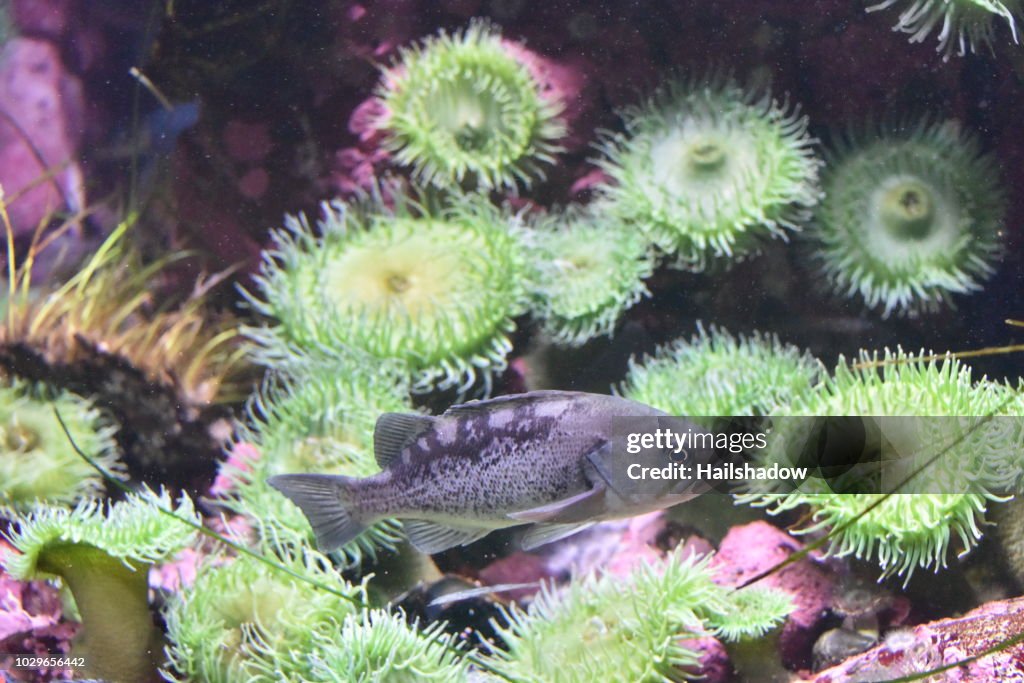 Blue Rockfish