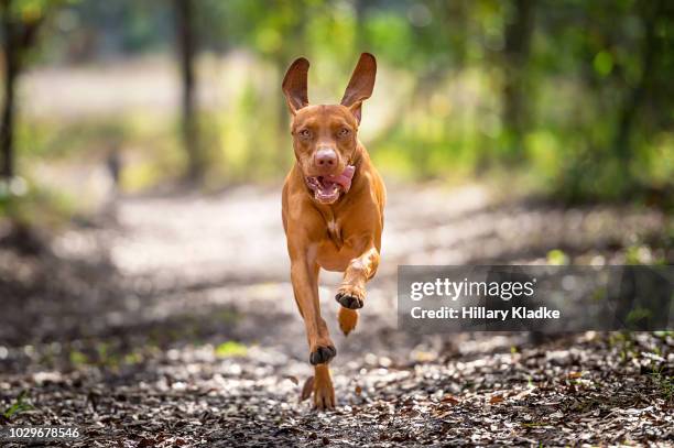 vizsla running - vizsla stock pictures, royalty-free photos & images