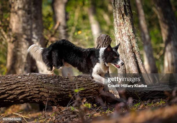 border collie jumping over log - dog jumping stockfoto's en -beelden