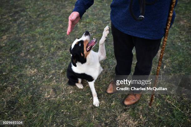 Mac' reaches a paw to his handler Aled Owen after competing during the International Sheepdog Trials on September 9, 2018 in Dromore, Northern...