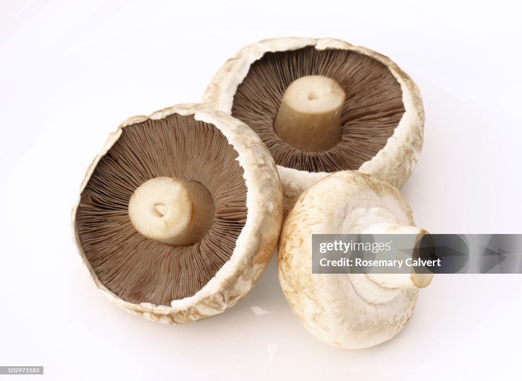 Three field mushrooms on white background.