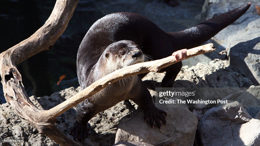 DATE:April 18, 2008 CREDIT:Joe Elbert National Zoo SLUG:PH-