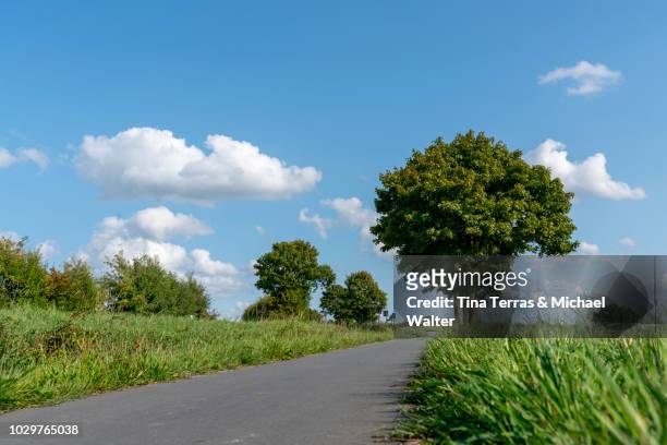 view of country road of schleswig holstein in germany. - feldweg sommer stock pictures, royalty-free photos & images