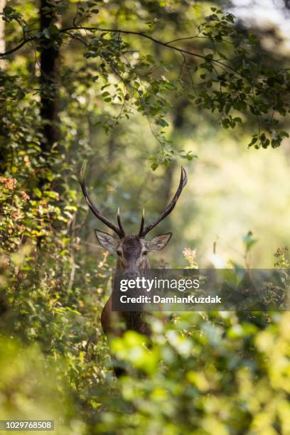 red deer (cervus elaphus) - deer family stockfoto's en -beelden