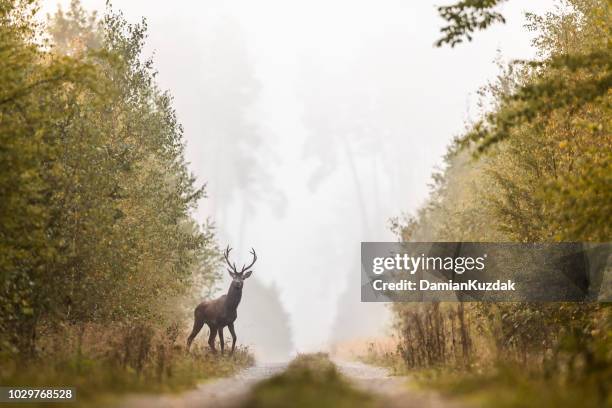 114,543 Animals Hunting Photos and Premium High Res Pictures - Getty Images 114,543 Animals Hunting Photos and Premium High Res Pictures - Getty Images