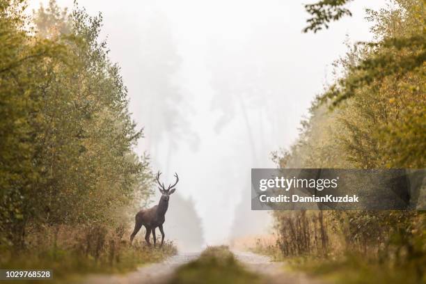 red deer (cervus elaphus) - red deer animal stock pictures, royalty-free photos & images