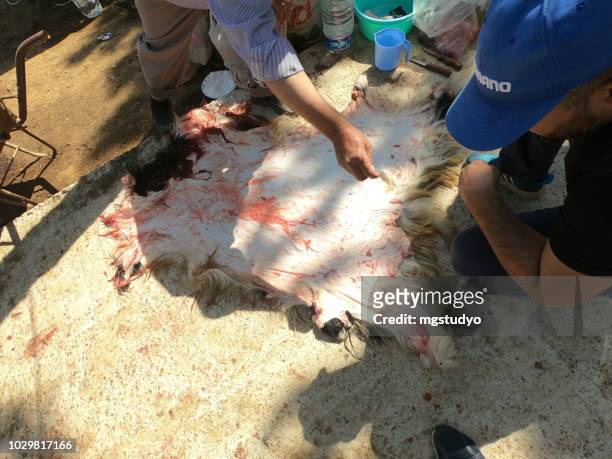 muslim people cutting a sheep for eid al-adha (sacrifice feast). - sheep cut out stock pictures, royalty-free photos & images