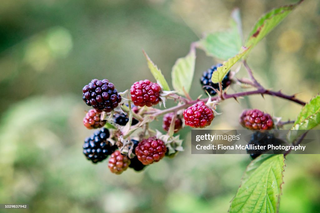 Wild Bramble Blackberries Growing Outdoors In British Hedgerow