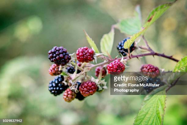 wild bramble blackberries growing outdoors in british hedgerow - brambleberry stock pictures, royalty-free photos & images
