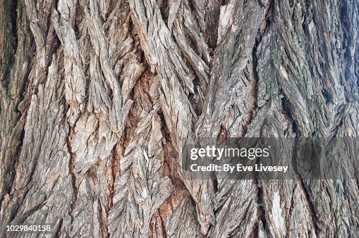 Tree Bark Texture Tree Bark Texture