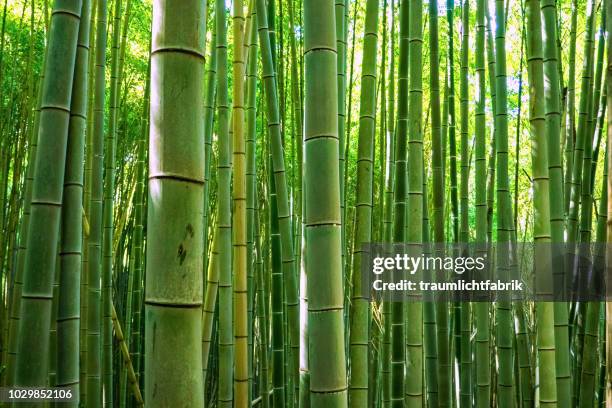green bamboo forest - bamboo plant stockfoto's en -beelden