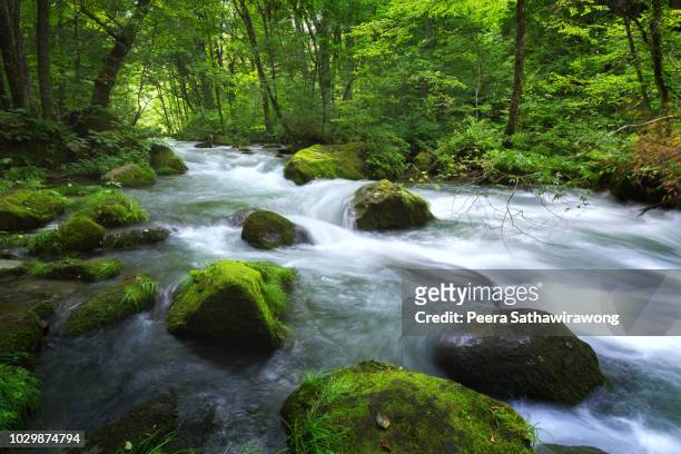 oirase stream - stream flowing water 個照片及圖片檔