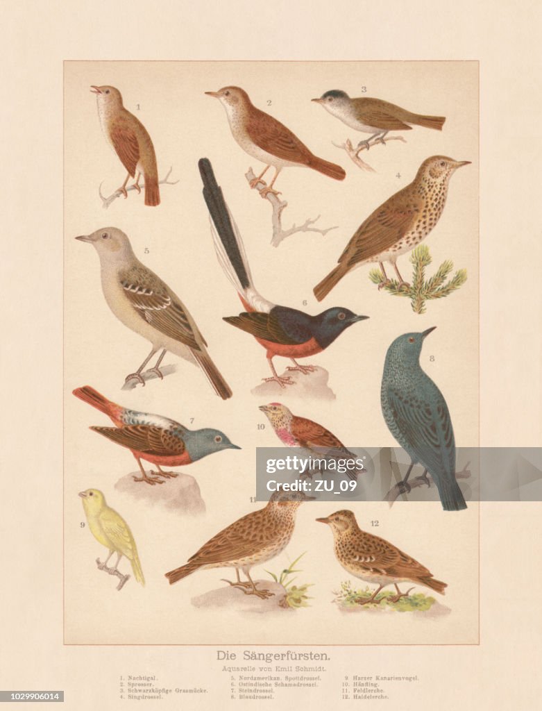 Songbirds, chromolithograph, published in 1888