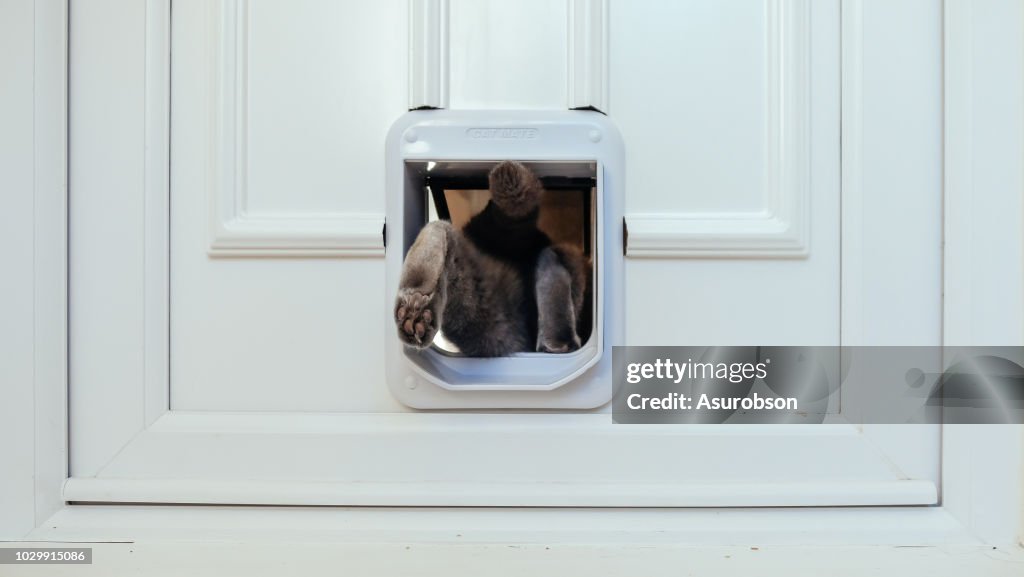 Cat leaving the house through cat flap