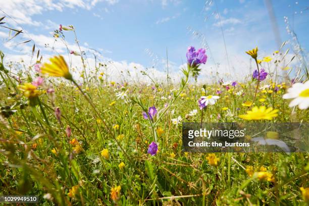wild flower meadow against sky in summer - wildblume stock-fotos und bilder